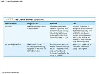 Table 7.2 The Cranial Nerves (4 of 6)
© 2018 Pearson Education, Inc.
 