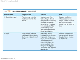 Table 7.2 The Cranial Nerves (5 of 6)
© 2018 Pearson Education, Inc.
 