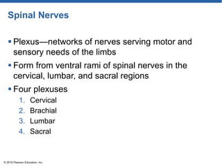 Spinal Nerves
 Plexus—networks of nerves serving motor and
sensory needs of the limbs
 Form from ventral rami of spinal nerves in the
cervical, lumbar, and sacral regions
 Four plexuses
1. Cervical
2. Brachial
3. Lumbar
4. Sacral
© 2018 Pearson Education, Inc.
 