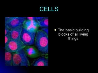 Chapter 7 Notes - Cells | PPT