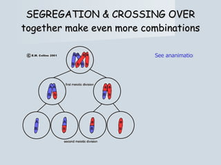 SEGREGATION & CROSSING OVER together make even more combinations See ananimation 