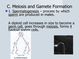 C. Meiosis and Gamete Formation 1.  Spermatogenesis  – process by which  sperm  are produced in males.  A diploid cell increases in size to become a  germ cell , goes through  meiosis , forms  4  haploid sperm cells. 