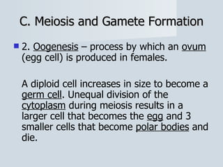 C. Meiosis and Gamete Formation 2.  Oogenesis  – process by which an  ovum  (egg cell) is produced in females. A diploid cell increases in size to become a  germ cell . Unequal division of the  cytoplasm  during meiosis results in a larger cell that becomes the  egg  and 3 smaller cells that become  polar bodies  and die. 