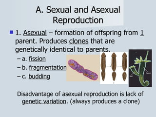 A. Sexual and Asexual Reproduction 1 .  Asexual  – formation of offspring from  1  parent. Produces  clones  that are genetically identical to parents. a.  fission b.  fragmentation c.  budding Disadvantage of asexual reproduction is lack of  genetic variation . (always produces a clone) 