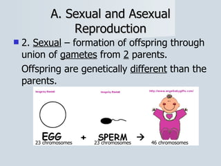 A. Sexual and Asexual Reproduction 2.  Sexual  – formation of offspring through union of  gametes  from  2  parents. Offspring are genetically  different  than the parents. 23 chromosomes 23 chromosomes 46 chromosomes 