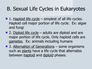 B. Sexual Life Cycles in Eukaryotes 1.  Haploid life cycle  – simplest of all life cycles. Haploid cell major portion of life cycle.  Ex: algae and fungi 2.  Diploid life cycle  – adults are diploid and are major portion of life cycle. Only haploid cells are  gametes .  Ex: animals including humans 3.  Alternation of Generations  – some organisms such as  plants  have a life cycle that alternates between  haploid  and  diploid  phases . 