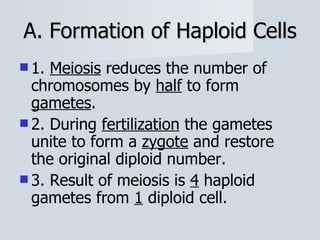 A. Formation of Haploid Cells 1.  Meiosis  reduces the number of chromosomes by  half  to form  gametes . 2. During  fertilization  the gametes unite to form a  zygote  and restore the original diploid number. 3. Result of meiosis is  4  haploid gametes from  1  diploid cell. 