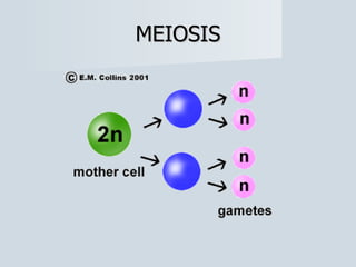 MEIOSIS 
