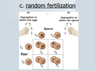 c.  random fertilization 
