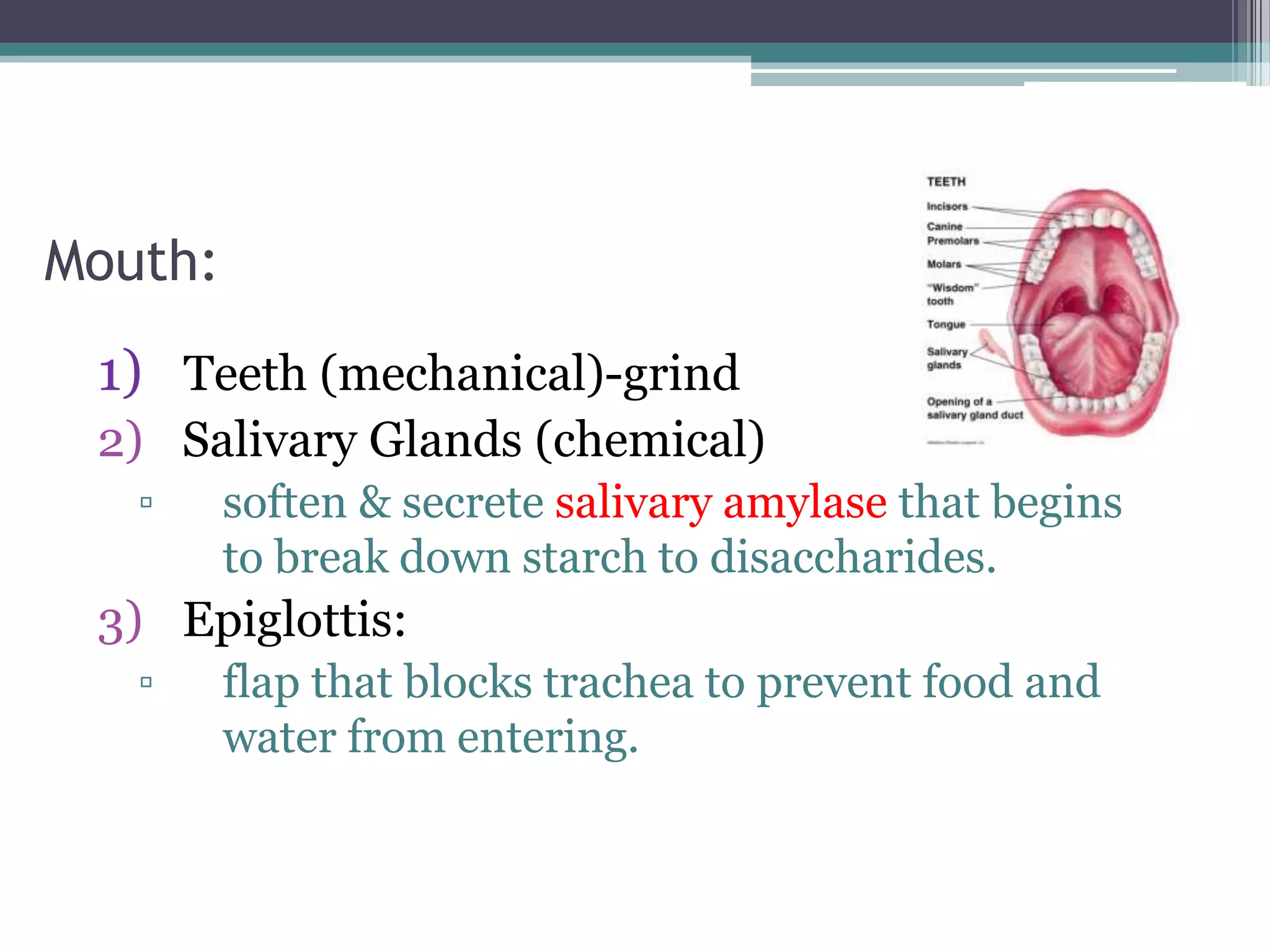 Mouth:
 1) Teeth (mechanical)-grind
 2) Salivary Glands (chemical)
   ▫     soften & secrete salivary amylase that begins
         to break down starch to disaccharides.
 3) Epiglottis:
   ▫     flap that blocks trachea to prevent food and
         water from entering.
 