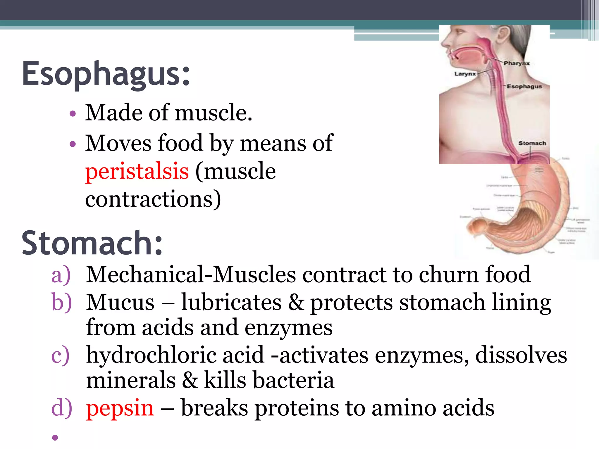 Esophagus:
  • Made of muscle.
  • Moves food by means of
    peristalsis (muscle
    contractions)

Stomach:
 a) Mechanical-Muscles contract to churn food
 b) Mucus – lubricates & protects stomach lining
    from acids and enzymes
 c) hydrochloric acid -activates enzymes, dissolves
    minerals & kills bacteria
 d) pepsin – breaks proteins to amino acids
 •
 