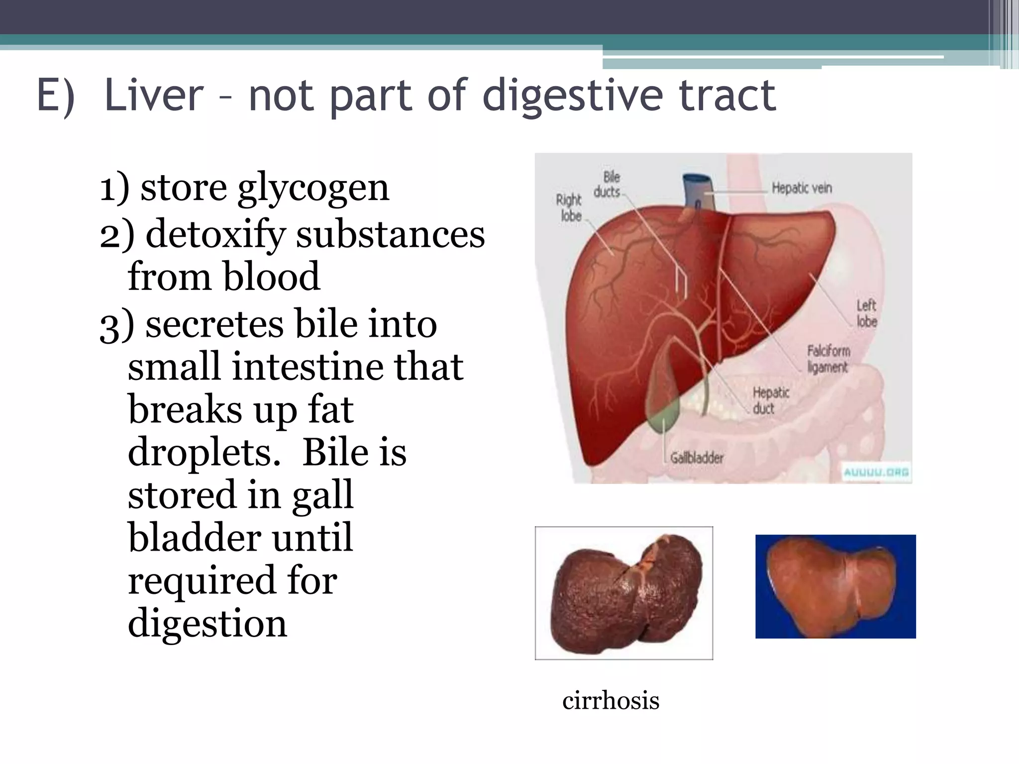 E) Liver – not part of digestive tract
   1) store glycogen
   2) detoxify substances
     from blood
   3) secretes bile into
     small intestine that
     breaks up fat
     droplets. Bile is
     stored in gall
     bladder until
     required for
     digestion
                            cirrhosis
 