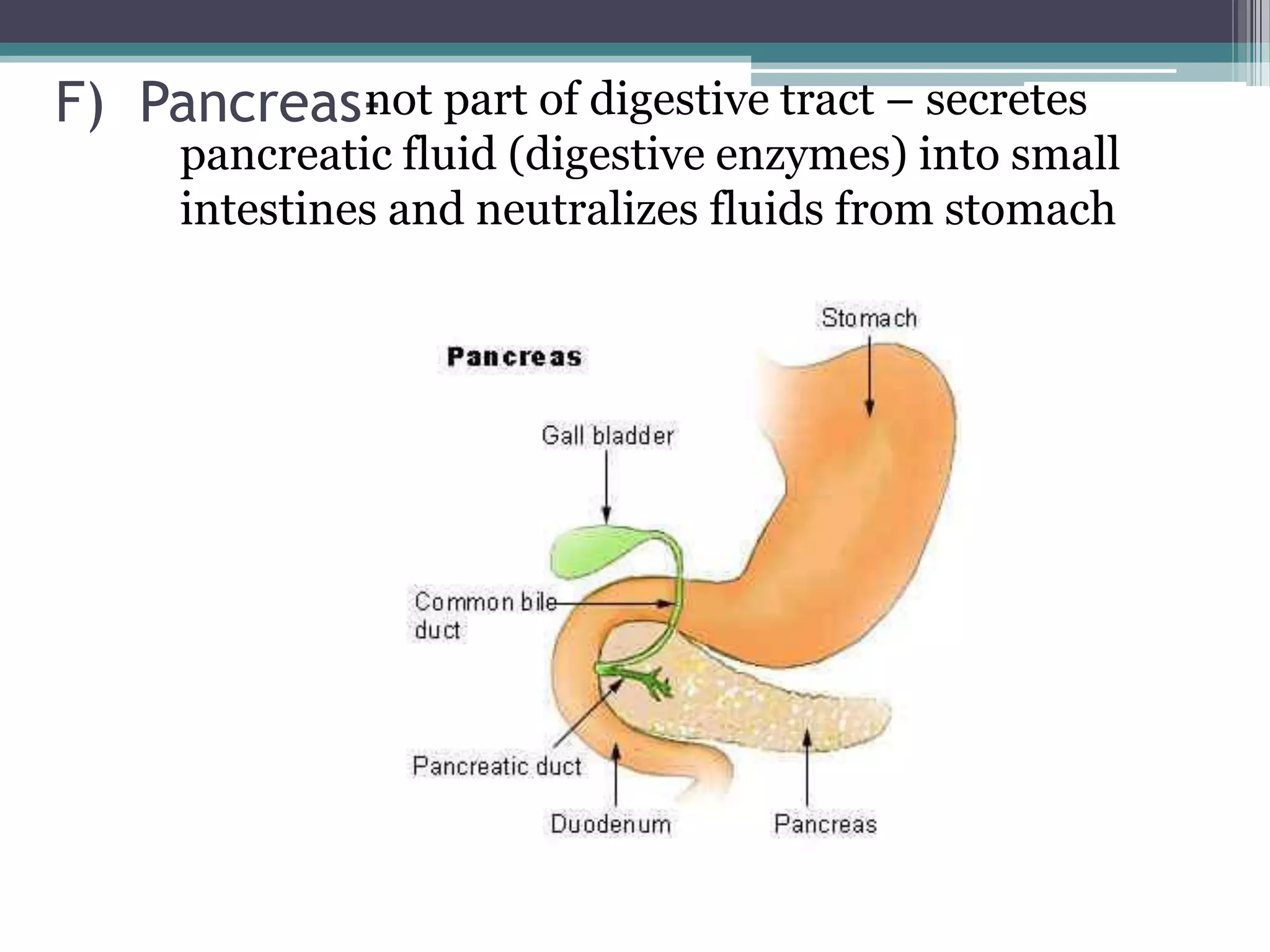 F) Pancreas- ot part of digestive tract – secretes
           n
      pancreatic fluid (digestive enzymes) into small
      intestines and neutralizes fluids from stomach
 