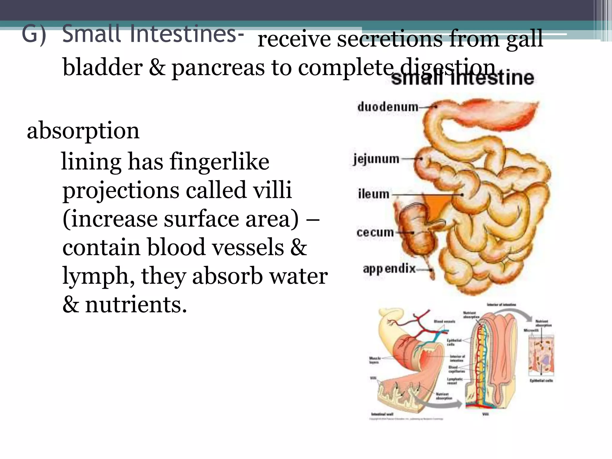 G) Small Intestines- receive secretions from gall
   bladder & pancreas to complete digestion

absorption
   lining has fingerlike
   projections called villi
   (increase surface area) –
   contain blood vessels &
   lymph, they absorb water
   & nutrients.
 