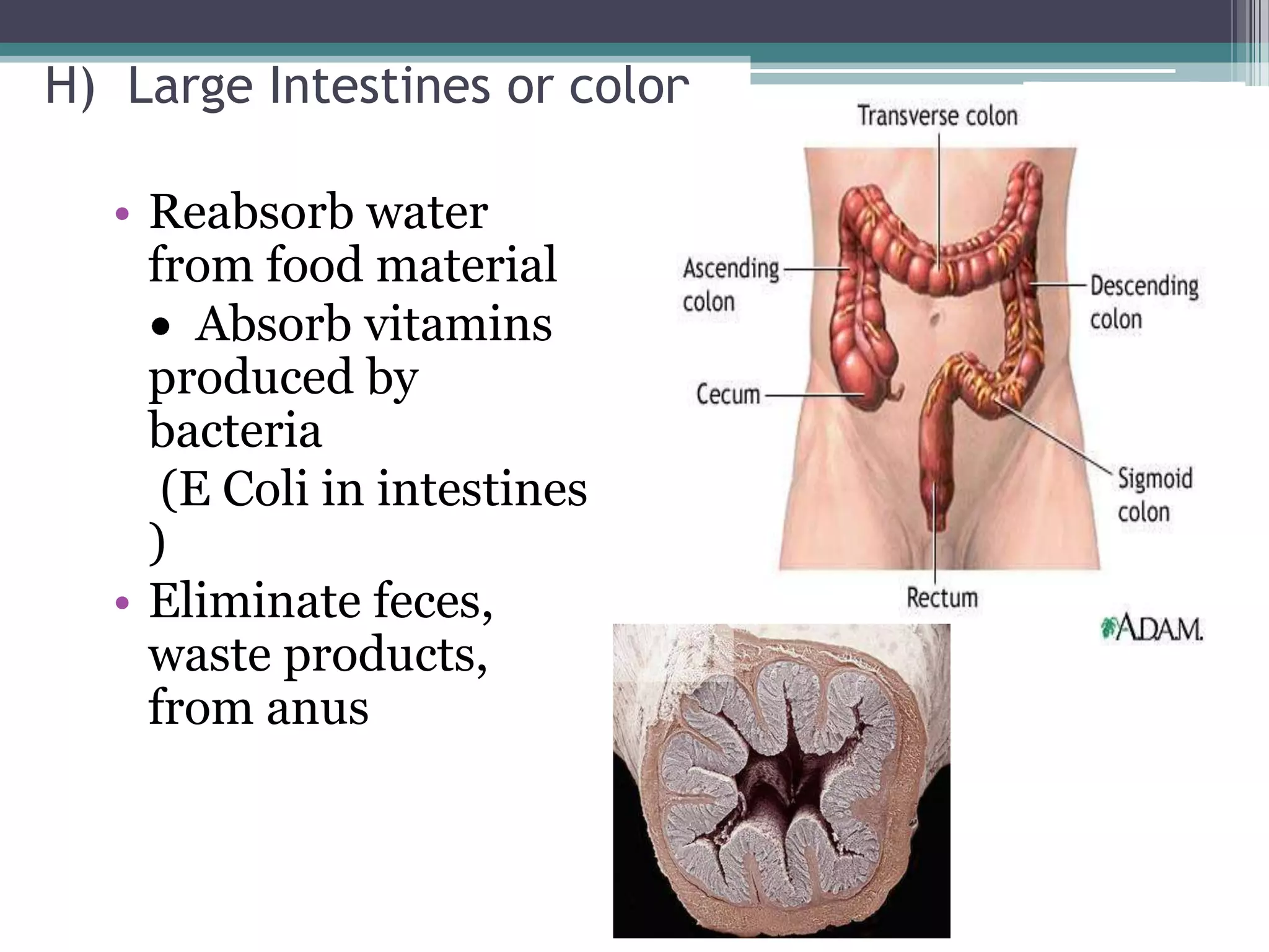 H) Large Intestines or colon-

  • Reabsorb water
    from food material
       Absorb vitamins
    produced by
    bacteria
     (E Coli in intestines
    )
  • Eliminate feces,
    waste products,
    from anus
 