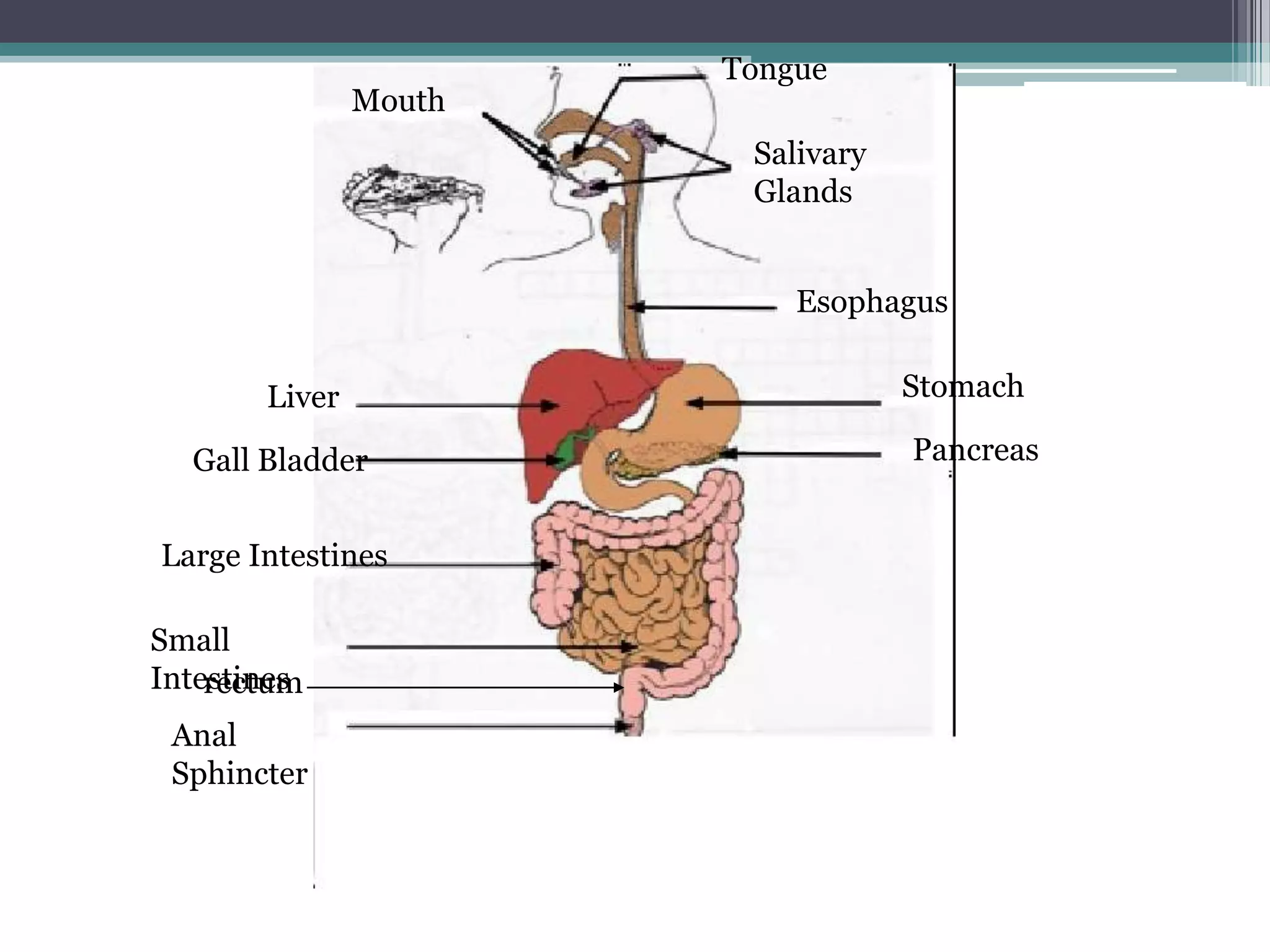 Tongue
               Mouth
                        Salivary
                        Glands


                           Esophagus


       Liver                       Stomach

  Gall Bladder                     Pancreas


Large Intestines

Small
Intestines
    rectum
 Anal
 Sphincter
 
