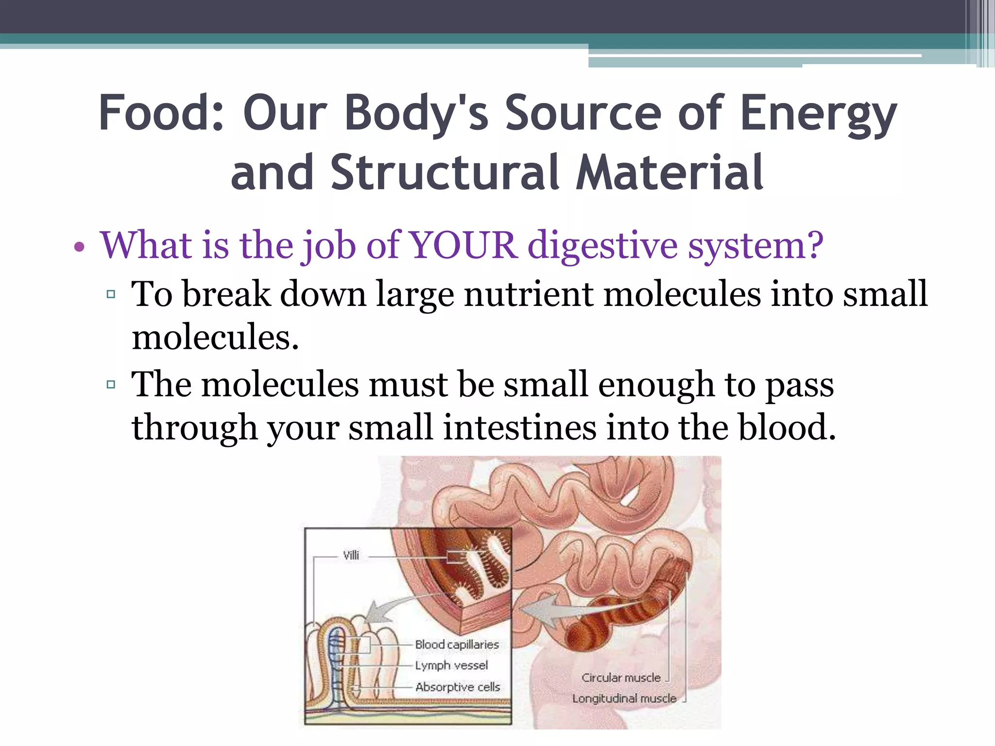Food: Our Body's Source of Energy
      and Structural Material
• What is the job of YOUR digestive system?
 ▫ To break down large nutrient molecules into small
   molecules.
 ▫ The molecules must be small enough to pass
   through your small intestines into the blood.
 