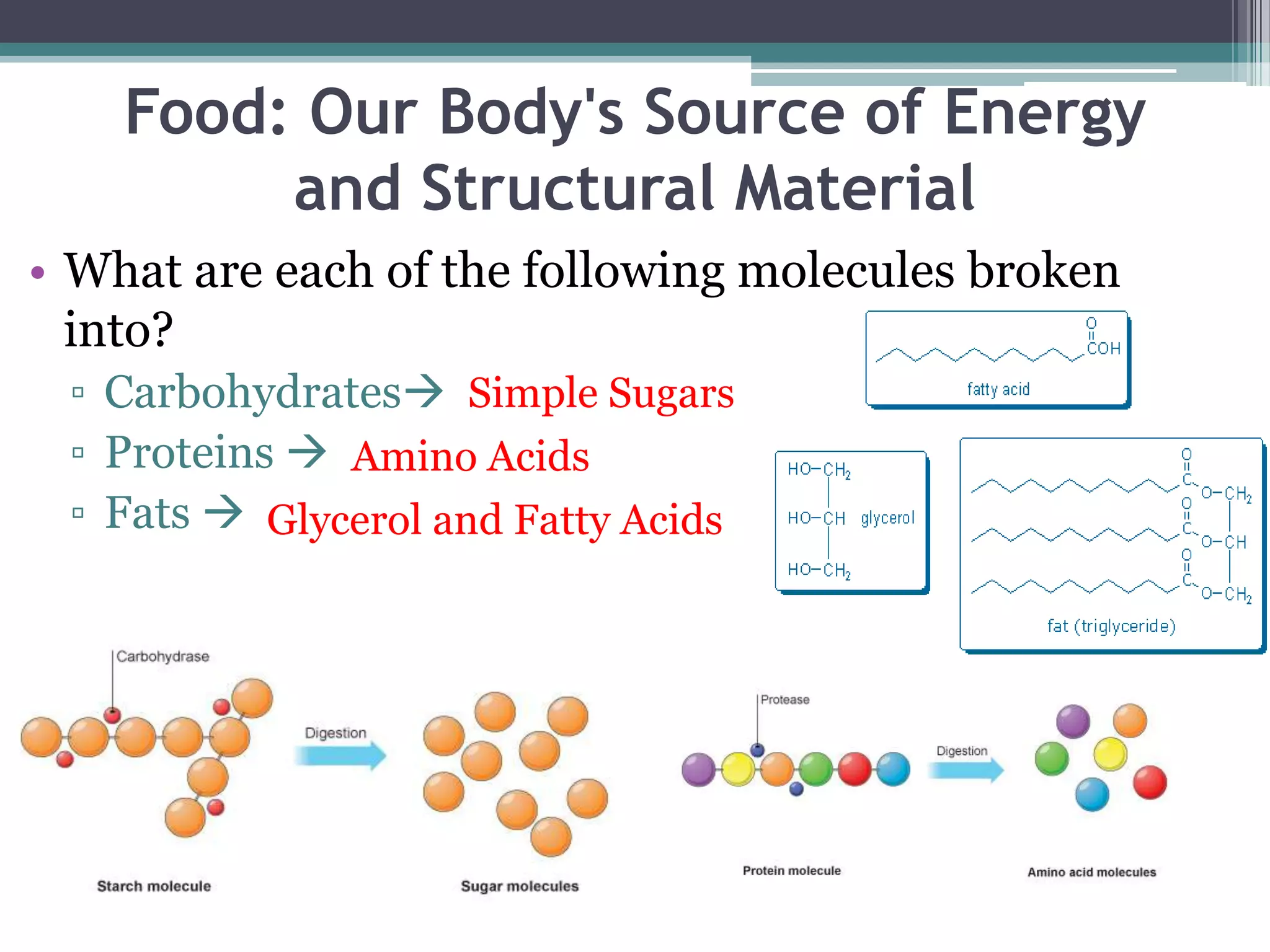 Food: Our Body's Source of Energy
         and Structural Material
• What are each of the following molecules broken
  into?
 ▫ Carbohydrates Simple Sugars
 ▫ Proteins  Amino Acids
 ▫ Fats  Glycerol and Fatty Acids
 