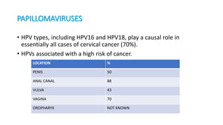 PAPILLOMAVIRUSES
• HPV types, including HPV16 and HPV18, play a causal role in
essentially all cases of cervical cancer (70%).
• HPVs associated with a high risk of cancer.
LOCATION %
PENIS 50
ANAL CANAL 88
VULVA 43
VAGINA 70
OROPHARYX NOT KNOWN
 