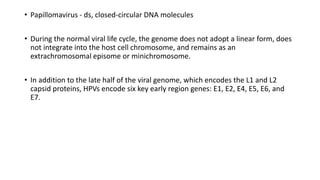 • Papillomavirus - ds, closed-circular DNA molecules
• During the normal viral life cycle, the genome does not adopt a linear form, does
not integrate into the host cell chromosome, and remains as an
extrachromosomal episome or minichromosome.
• In addition to the late half of the viral genome, which encodes the L1 and L2
capsid proteins, HPVs encode six key early region genes: E1, E2, E4, E5, E6, and
E7.
 