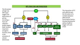 The E6 protein
of high-risk
HPV types
triggers the
destruction of
p53 by
recruiting a
host cell
ubiquitin–
protein ligase,
E6AP. Another
important
oncogenic
function of E6
is the
activation of
cellular
telomerase
The interaction of E7
with pRB disrupts
the formation of a
complex between
pRB and E2F
transcription factors,
thereby blocking the
ability of pRB to
trigger cell cycle
arrest
 