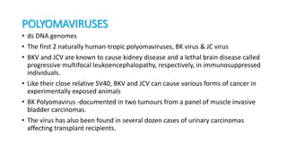 POLYOMAVIRUSES
• ds DNA genomes
• The first 2 naturally human-tropic polyomaviruses, BK virus & JC virus
• BKV and JCV are known to cause kidney disease and a lethal brain disease called
progressive multifocal leukoencephalopathy, respectively, in immunosuppressed
individuals.
• Like their close relative SV40, BKV and JCV can cause various forms of cancer in
experimentally exposed animals
• BK Polyomavirus -documented in two tumours from a panel of muscle invasive
bladder carcinomas.
• The virus has also been found in several dozen cases of urinary carcinomas
affecting transplant recipients.
 