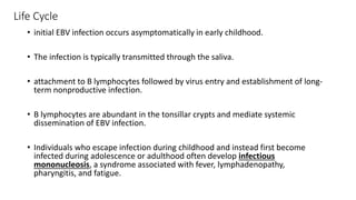 Life Cycle
• initial EBV infection occurs asymptomatically in early childhood.
• The infection is typically transmitted through the saliva.
• attachment to B lymphocytes followed by virus entry and establishment of long-
term nonproductive infection.
• B lymphocytes are abundant in the tonsillar crypts and mediate systemic
dissemination of EBV infection.
• Individuals who escape infection during childhood and instead first become
infected during adolescence or adulthood often develop infectious
mononucleosis, a syndrome associated with fever, lymphadenopathy,
pharyngitis, and fatigue.
 