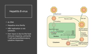 Hepatitis B virus
• ds DNA
• Hepadna virus family
• HBV replication is not
cytotoxic.
• liver injury is due to the host
immune response, primarily
T-cell and proinflammatory
cytokine responses
 