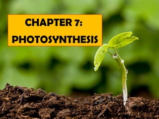 CHAPTER 7:
PHOTOSYNTHESIS
 