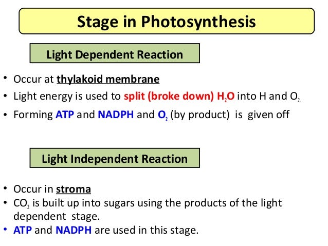 photosynthesis