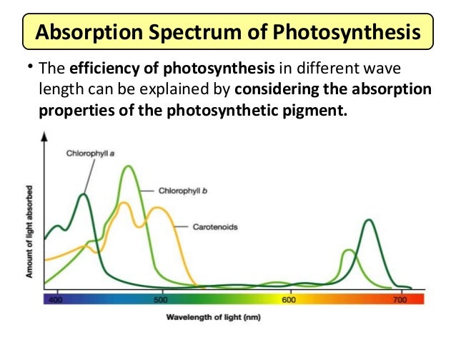 photosynthesis