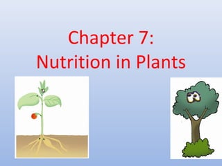 Chapter 7:
Nutrition in Plants
 