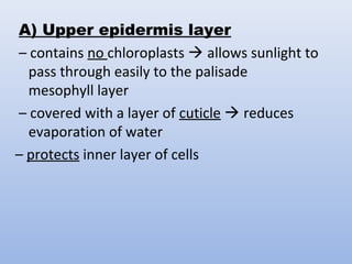 A) Upper epidermis layer
– contains no chloroplasts  allows sunlight to
pass through easily to the palisade
mesophyll layer
– covered with a layer of cuticle  reduces
evaporation of water
– protects inner layer of cells
 