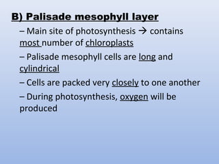 B) Palisade mesophyll layer
– Main site of photosynthesis  contains
most number of chloroplasts
– Palisade mesophyll cells are long and
cylindrical
– Cells are packed very closely to one another
– During photosynthesis, oxygen will be
produced
 