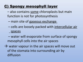 C) Spongy mesophyll layer
– also contains some chloroplasts but main
function is not for photosynthesis
– main site of gaseous exchange
– cells are loosely packed with intercellular air
spaces
– water will evaporate from surface of spongy
mesophyll cells into the air spaces
 water vapour in the air spaces will move out
of the stomata into surrounding air by
diffusion
 