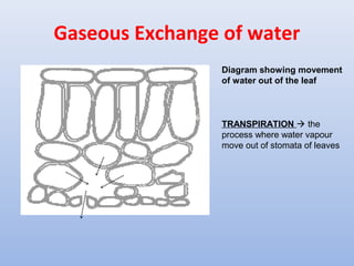 Gaseous Exchange of water
Diagram showing movement
of water out of the leaf
TRANSPIRATION  the
process where water vapour
move out of stomata of leaves
 