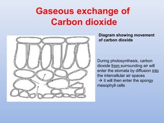 Diagram showing movement
of carbon dioxide
Gaseous exchange of
Carbon dioxide
During photosynthesis, carbon
dioxide from surrounding air will
enter the stomata by diffusion into
the intercellular air spaces
 it will then enter the spongy
mesophyll cells
 