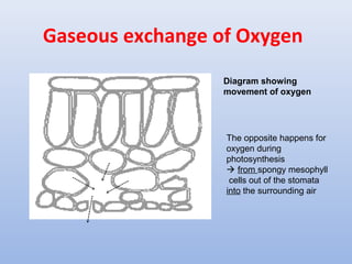 Gaseous exchange of Oxygen
Diagram showing
movement of oxygen
The opposite happens for
oxygen during
photosynthesis
 from spongy mesophyll
cells out of the stomata
into the surrounding air
 