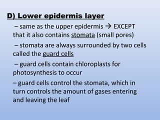 D) Lower epidermis layer
– same as the upper epidermis  EXCEPT
that it also contains stomata (small pores)
– stomata are always surrounded by two cells
called the guard cells
– guard cells contain chloroplasts for
photosynthesis to occur
– guard cells control the stomata, which in
turn controls the amount of gases entering
and leaving the leaf
 