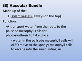 (E) Vascular Bundle
Made up of the:
1) Xylem vessels (always on the top)
Function:
 transport water from the roots to the
palisade mesophyll cells for
photosynthesis to take place
- water in the palisade mesophyll cells will
ALSO move to the spongy mesophyll cells
to escape into the surrounding air
 
