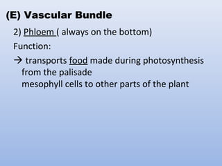 2) Phloem ( always on the bottom)
Function:
 transports food made during photosynthesis
from the palisade
mesophyll cells to other parts of the plant
(E) Vascular Bundle
 