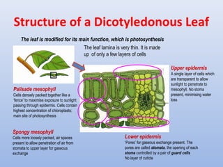Structure of a Dicotyledonous Leaf
The leaf lamina is very thin. It is made
up of only a few layers of cells
Palisade mesophyll
Cells densely packed together like a
‘fence’ to maximise exposure to sunlight
passing through epidermis. Cells contain
highest concentration of chloroplasts;
main site of photosynthesis
Upper epidermis
A single layer of cells which
are transparent to allow
sunlight to penetrate to
mesophyll. No stoma
present, minimising water
loss
Spongy mesophyll
Cells more loosely packed, air spaces
present to allow penetration of air from
stomata to upper layer for gaseous
exchange
Lower epidermis
‘Pores’ for gaseous exchange present. The
pores are called stomata, the opening of each
stoma controlled by a pair of guard cells
No layer of cuticle
The leaf is modified for its main function, which is photosynthesis
 