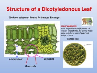 Structure of a Dicotyledonous Leaf
Lower epidermis
‘Pores’ for gaseous exchange present. The
pores are called stomata, the opening of each
stoma controlled by a pair of guard cells
No layer of cuticle
One stoma
Guard cells
Air movement
Surface view
The lower epidermis- Stomata for Gaseous Exchange
 