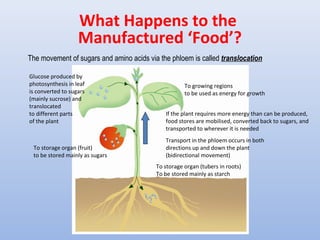 What Happens to the
Manufactured ‘Food’?
Glucose produced by
photosynthesis in leaf
is converted to sugars
(mainly sucrose) and
translocated
to different parts
of the plant
To growing regions
to be used as energy for growth
To storage organ (fruit)
to be stored mainly as sugars
To storage organ (tubers in roots)
To be stored mainly as starch
Transport in the phloem occurs in both
directions up and down the plant
(bidirectional movement)
If the plant requires more energy than can be produced,
food stores are mobilised, converted back to sugars, and
transported to wherever it is needed
The movement of sugars and amino acids via the phloem is called translocation
 