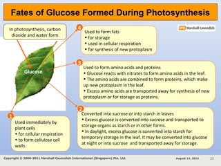 Glucose
In photosynthesis, carbon
dioxide and water form
Used immediately by
plant cells
• for cellular respiration
• to form cellulose cell
walls.
1
Converted into sucrose or into starch in leaves
• Excess glucose is converted into sucrose and transported to
storage organs as starch or in other forms.
• In daylight, excess glucose is converted into starch for
temporary storage in the leaf. It may be converted into glucose
at night or into sucrose and transported away for storage.
2
Used to form amino acids and proteins
• Glucose reacts with nitrates to form amino acids in the leaf.
• The amino acids are combined to form proteins, which make
up new protoplasm in the leaf.
• Excess amino acids are transported away for synthesis of new
protoplasm or for storage as proteins.
3
Used to form fats
• for storage
• used in cellular respiration
• for synthesis of new protoplasm
4
August 14, 2013Copyright © 2006-2011 Marshall Cavendish International (Singapore) Pte. Ltd. 23
Fates of Glucose Formed During Photosynthesis
 
