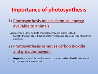 Importance of photosynthesis
1) Photosynthesis makes chemical energy
available to animals
- Light energy is converted into chemical energy and stored in food.
- Carbohydrates produced during photosynthesis is a source of food for all living
organisms
2) Photosynthesis removes carbon dioxide
and provides oxygen
- Oxygen is produced for respiration and removes carbon dioxide from the air.
- Acts as a purification process.
 
