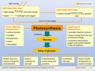 Light-dependent stage
• light energy chemical energy
• water hydrogen and oxygen
chlorophyll
Light-independent stage
• carbon dioxide glucosechemical energy
water
occurs in two stages
light energy
Photosynthesis
Factors affecting
photosynthesis
• carbon dioxide
• sunlight
• temperature
• water
• chlorophyll
Importance of
photosynthesis
• provides food for animals
• stores energy from the sun
as chemical energy
• maintains the balance
oxygen and carbon dioxide
in the atmosphere
Fates of glucose
Broken down to
release energy for
vital activities
Used in
synthesis of
cell wall
Converted into
amino acids and
proteins
Converted
into fats
Excess stored
temporarily as
starch in leaves
Glucose
produces
August 14, 2013Copyright © 2006-2011 Marshall Cavendish International (Singapore) Pte. Ltd. 27
 