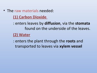 • The raw materials needed:
(1) Carbon Dioxide
: enters leaves by diffusion, via the stomata
found on the underside of the leaves.
(2) Water
: enters the plant through the roots and
transported to leaves via xylem vessel
 