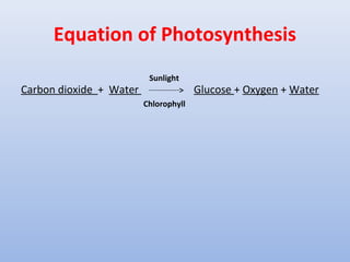 Equation of Photosynthesis
Carbon dioxide + Water Glucose + Oxygen + Water
Sunlight
Chlorophyll
 