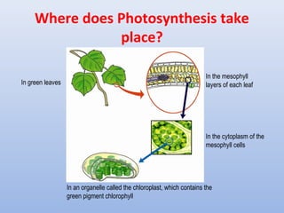 Where does Photosynthesis take
place?
In green leaves
In the mesophyll
layers of each leaf
In the cytoplasm of the
mesophyll cells
In an organelle called the chloroplast, which contains the
green pigment chlorophyll
 